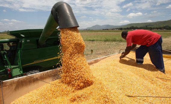 Governo cria novo mecanismo para estimular produção nacional de milho e garantir mercado aos produtores