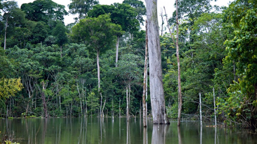 FLORESTA DA KUMBIRA DEVERÁ INTEGRAR A REDE NACIONAL DE ÁREAS DE CONSERVAÇÃO DE ANGOLA